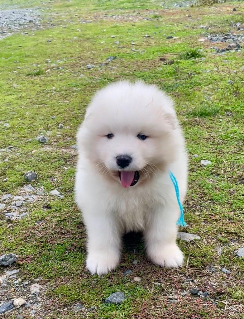 du domaine Lecordy - Chiots disponibles - Samoyède