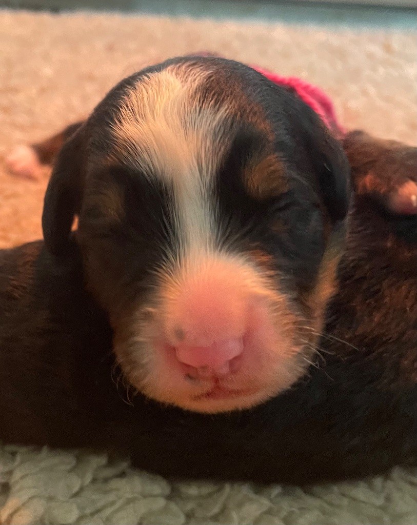 du domaine Lecordy - Chiots disponibles - Bouvier Bernois