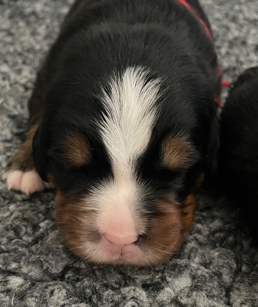 du domaine Lecordy - Chiots disponibles - Bouvier Bernois