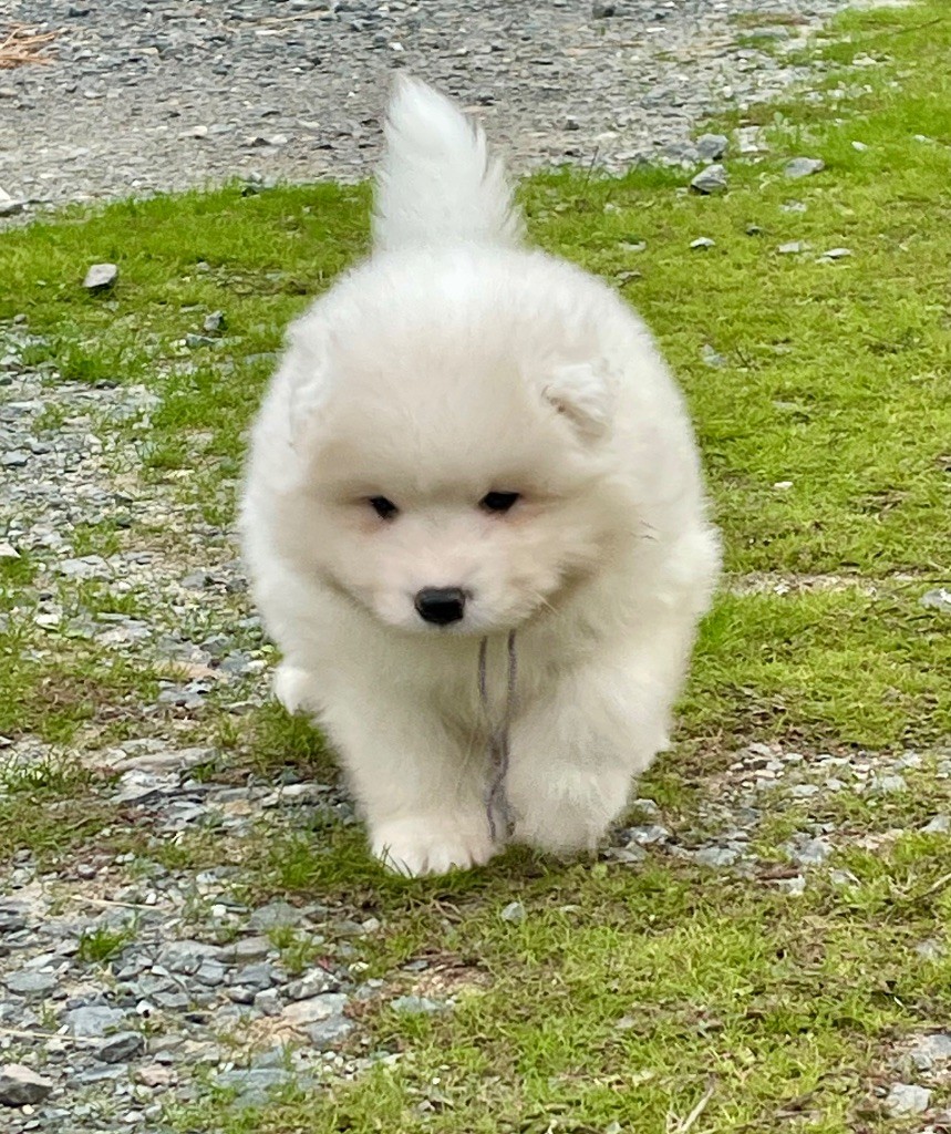 du domaine Lecordy - Chiots disponibles - Samoyède