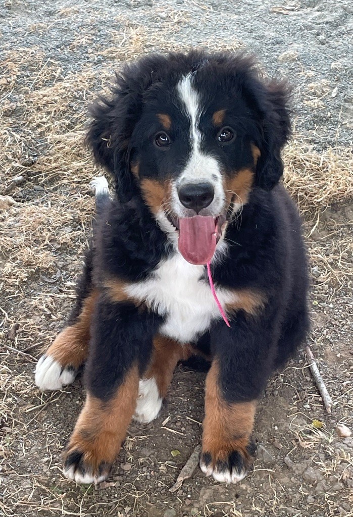 du domaine Lecordy - Chiots disponibles - Bouvier Bernois