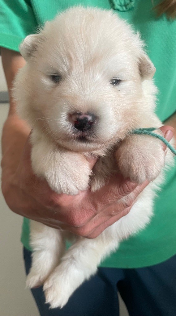 du domaine Lecordy - Chiots disponibles - Samoyède