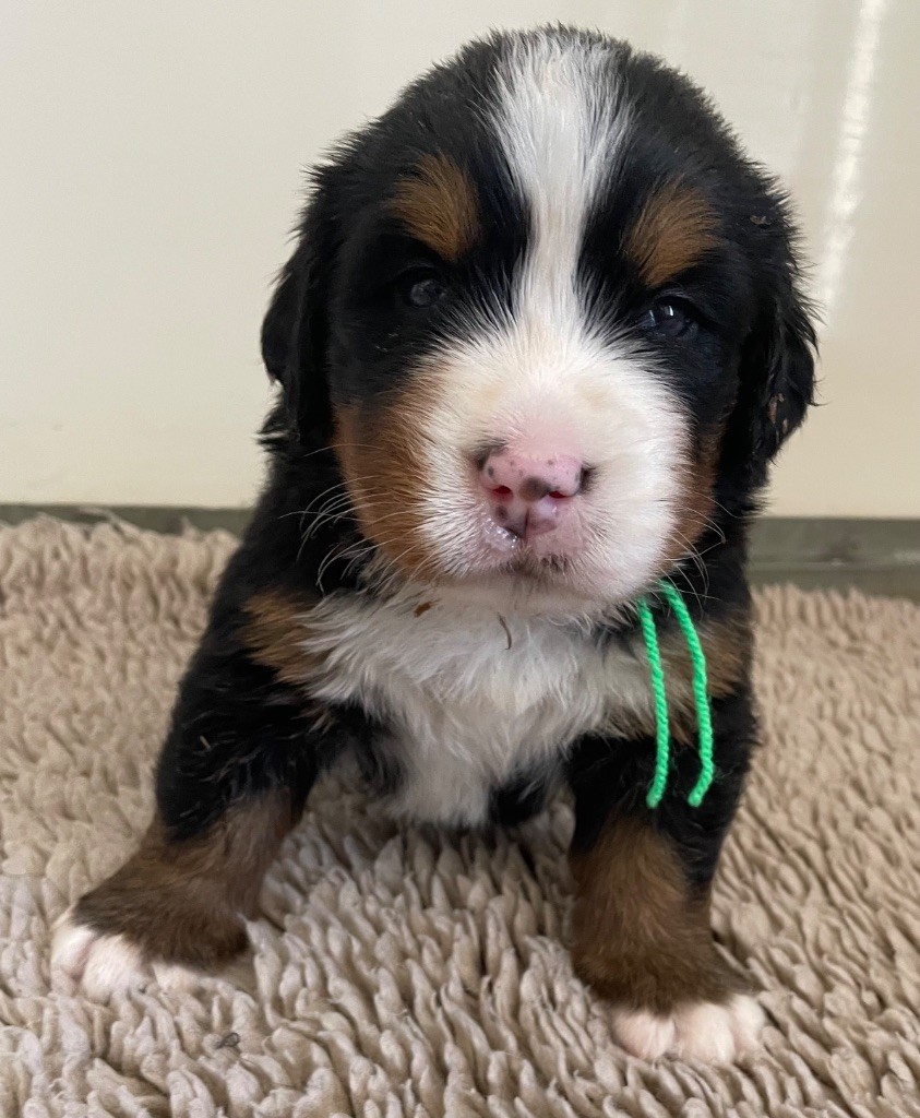 du domaine Lecordy - Chiots disponibles - Bouvier Bernois