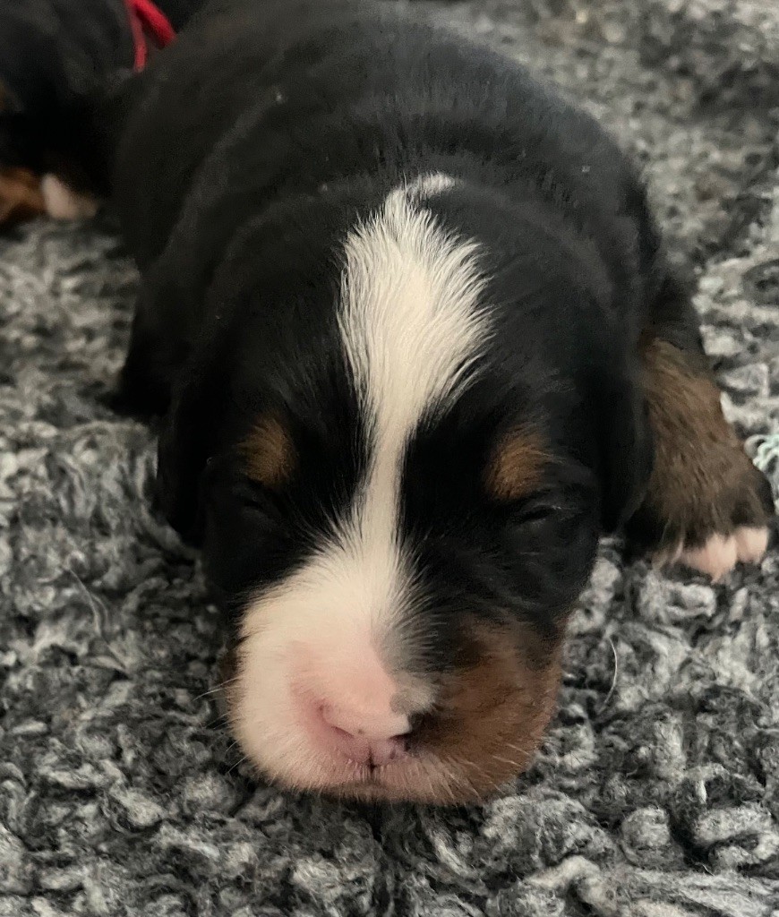 du domaine Lecordy - Chiots disponibles - Bouvier Bernois
