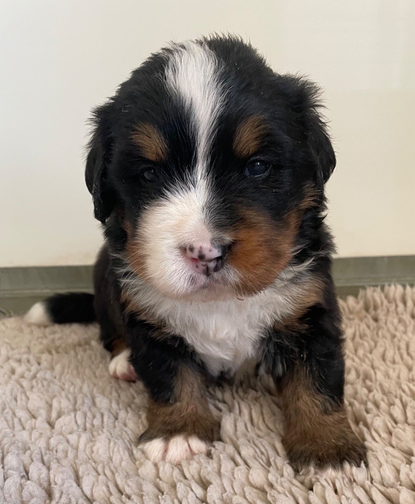 du domaine Lecordy - Chiots disponibles - Bouvier Bernois