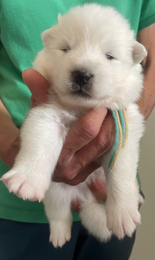 du domaine Lecordy - Chiots disponibles - Samoyède