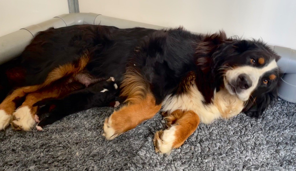 Chiot Bouvier Bernois du domaine Lecordy