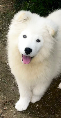 Alaska (Collier orange )