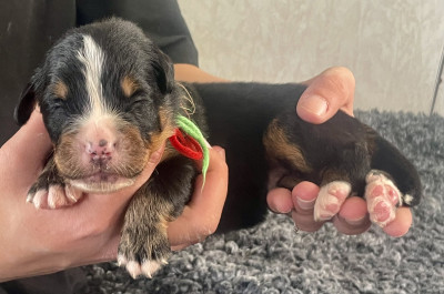 Collier rouge et vert