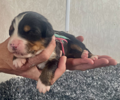 Collier bleu et rose