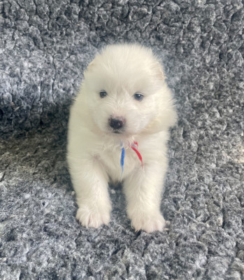 Collier bleu et rouge