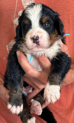 Collier bleu ciel