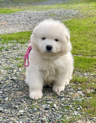 Collier gris et rose