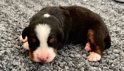 CHIOT 1