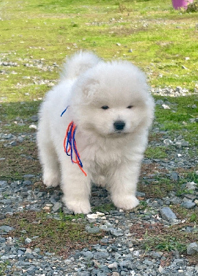 Collier bleu foncé et orange