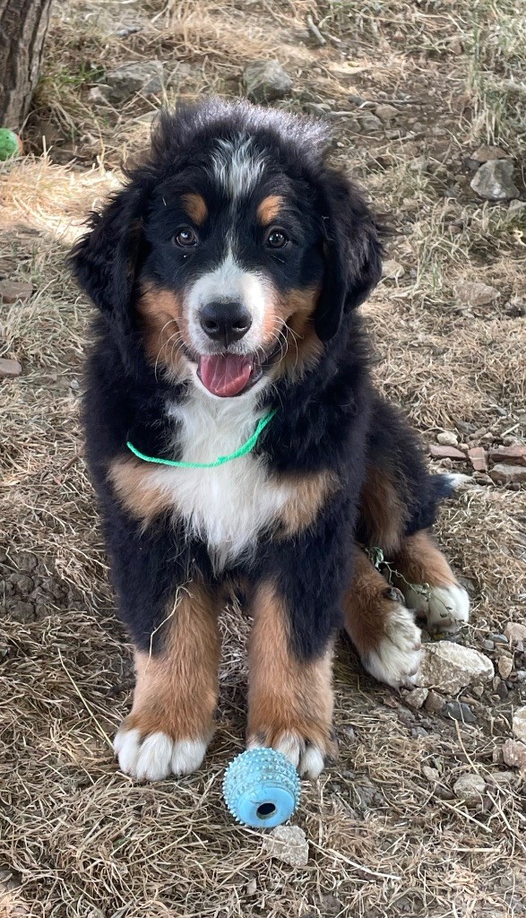 du domaine Lecordy - Chiots disponibles - Bouvier Bernois