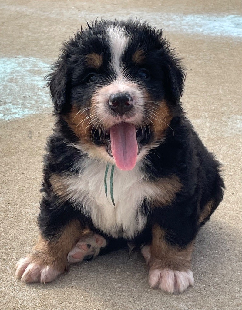du domaine Lecordy - Chiots disponibles - Bouvier Bernois