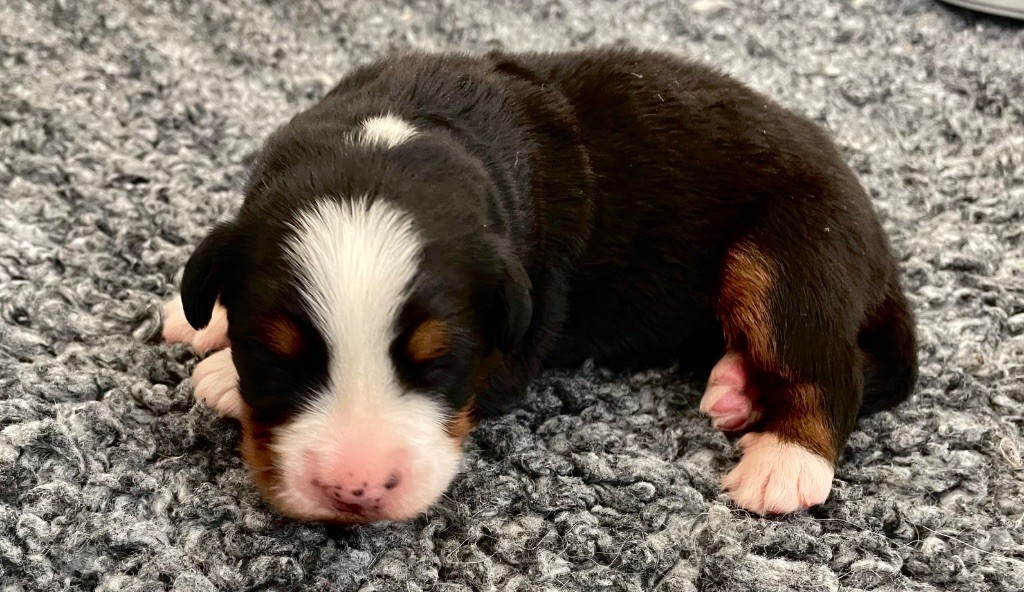 du domaine Lecordy - Chiots disponibles - Bouvier Bernois