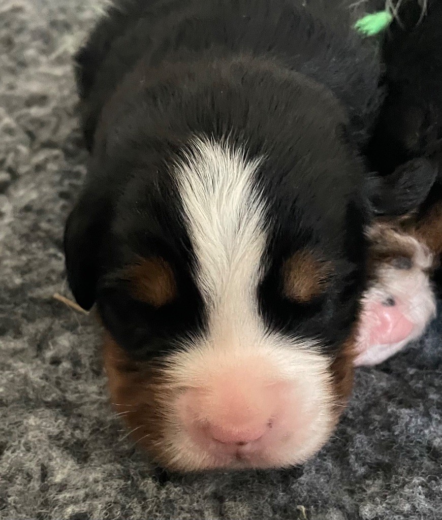 du domaine Lecordy - Chiots disponibles - Bouvier Bernois