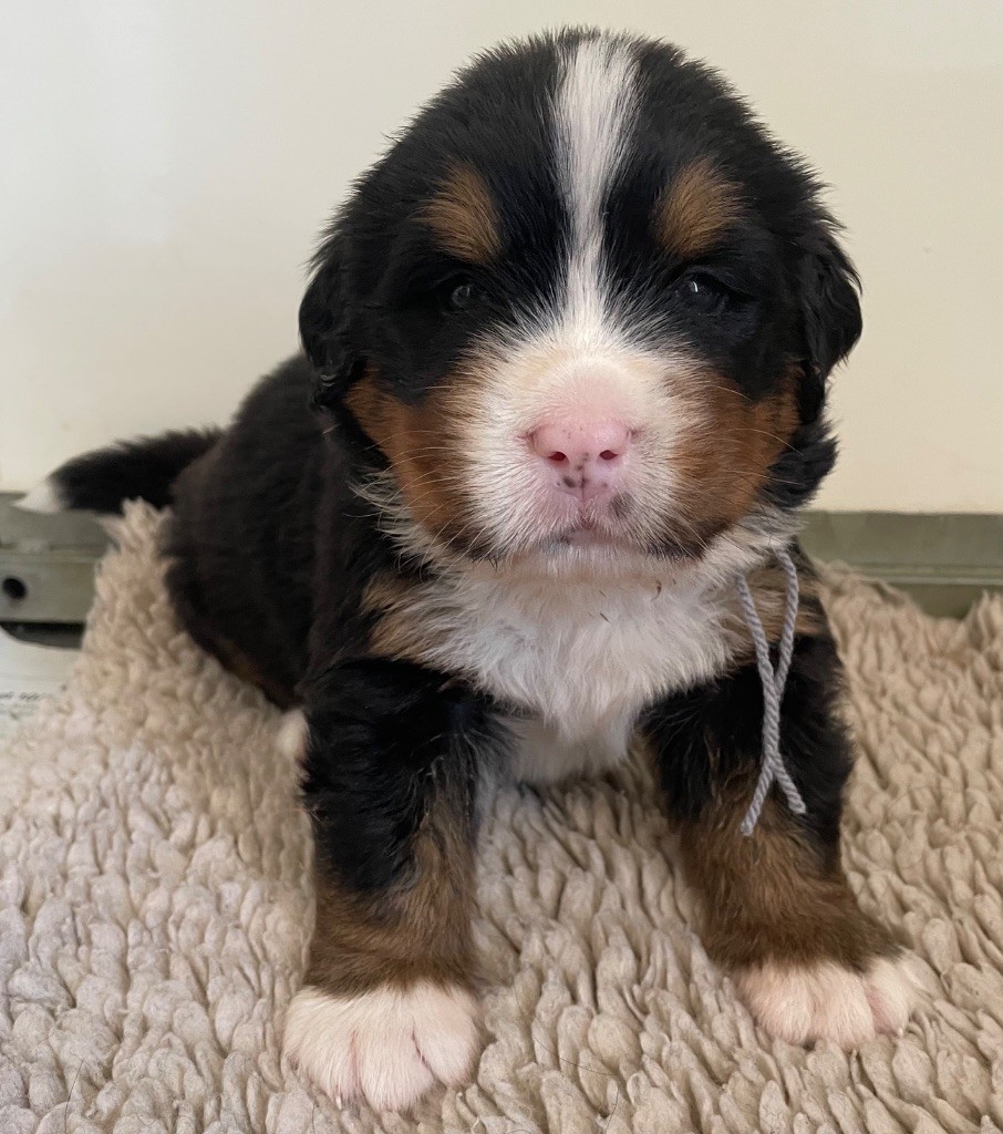 du domaine Lecordy - Chiots disponibles - Bouvier Bernois