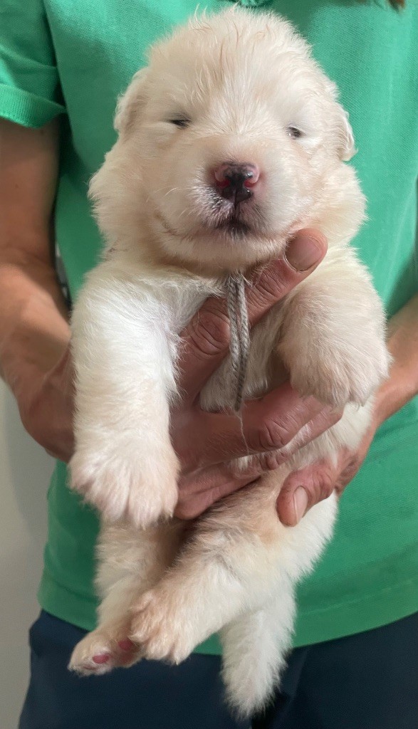 du domaine Lecordy - Chiots disponibles - Samoyède