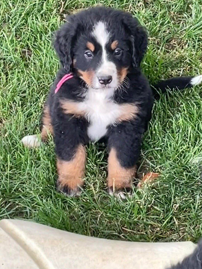 du domaine Lecordy - Chiots disponibles - Bouvier Bernois