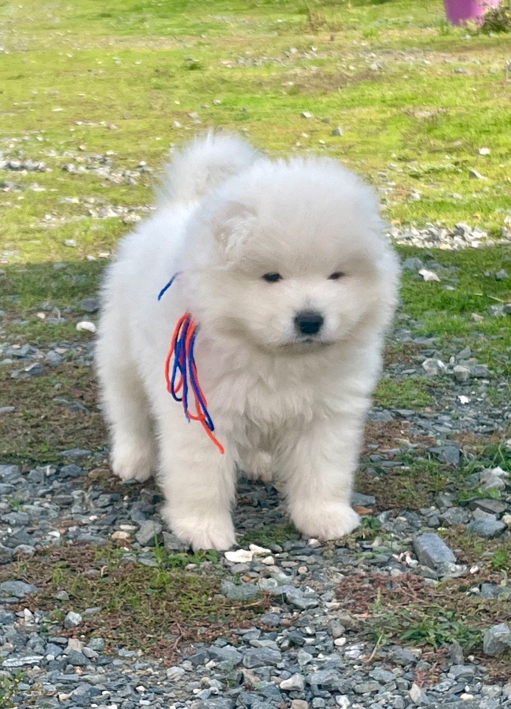 du domaine Lecordy - Chiots disponibles - Samoyède