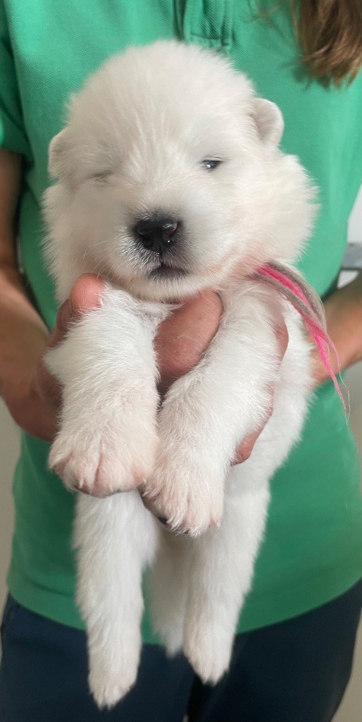 du domaine Lecordy - Chiots disponibles - Samoyède