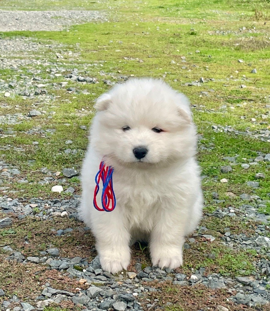 du domaine Lecordy - Chiots disponibles - Samoyède