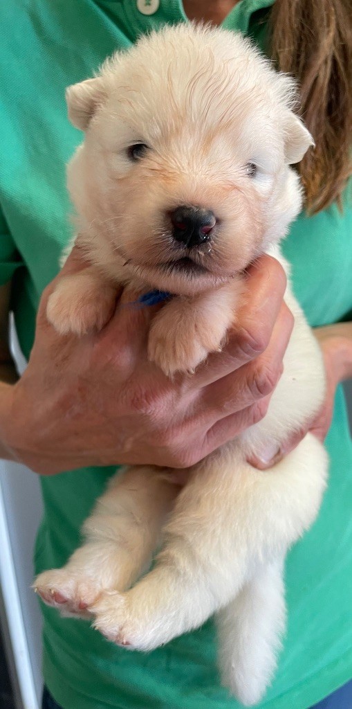 du domaine Lecordy - Chiots disponibles - Samoyède